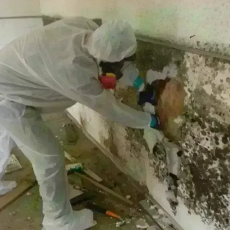 Mold Remediation and Removal in Pueblo County, CO